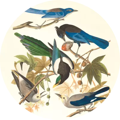 five birds sitting on a branch