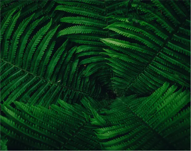 Foto di polipodio verde