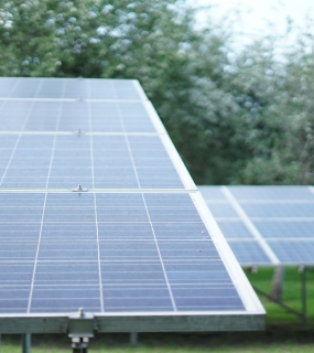 solar panels near the trees