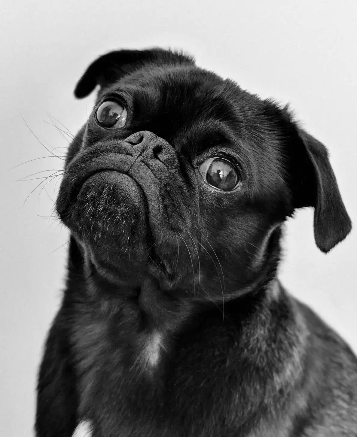 black dog