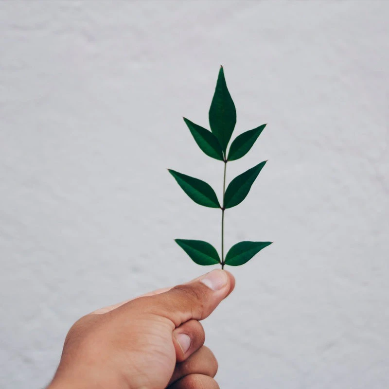 hand holding a plant with leaves