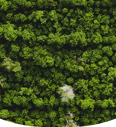 Bosque desde arriba