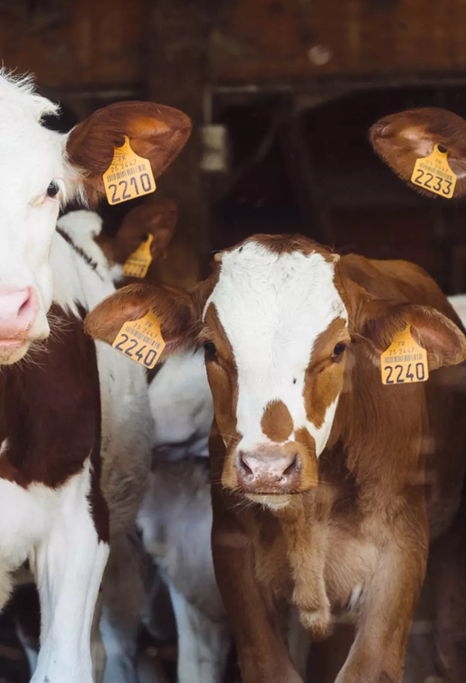 vacas marrones
