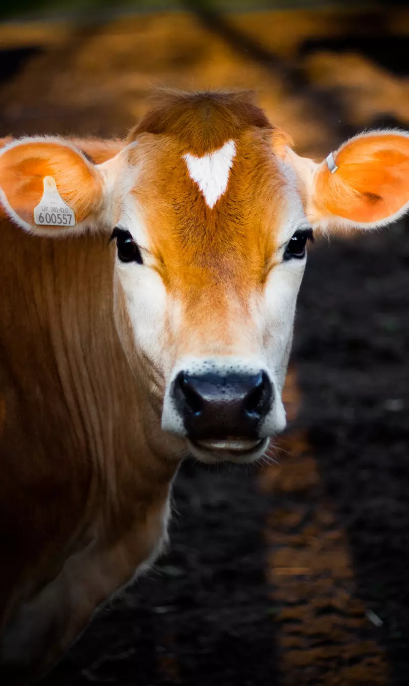 vaca marrón