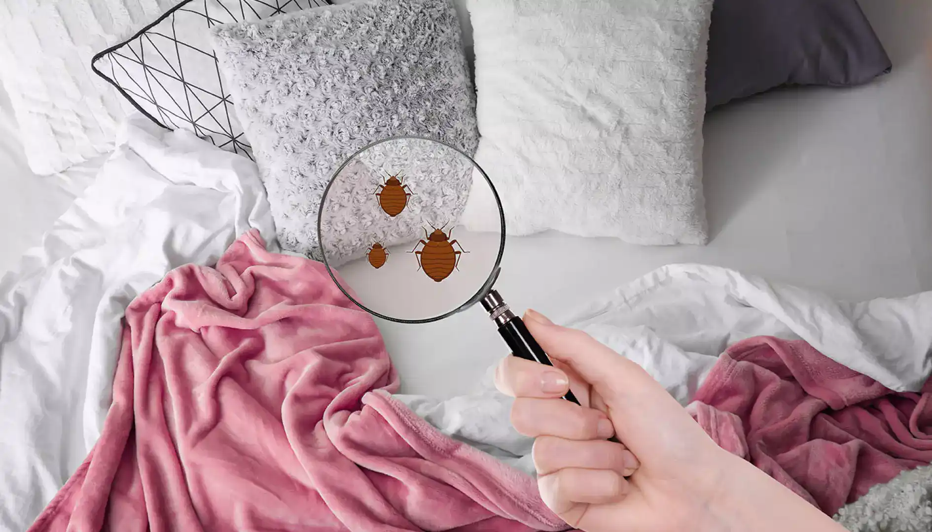 insects on bedding