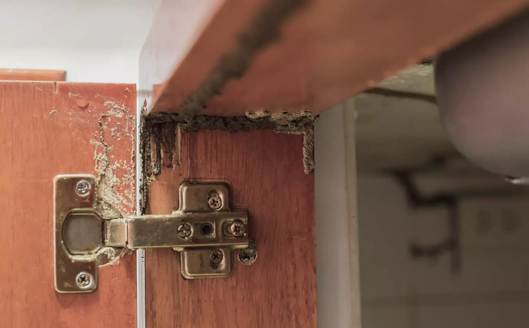 insects that damage home furniture