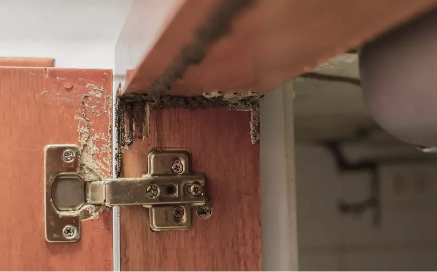insects that damage home furniture