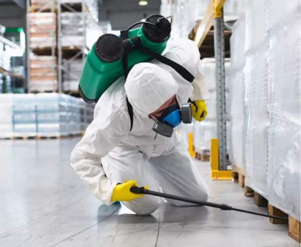 How to deal with wood pests