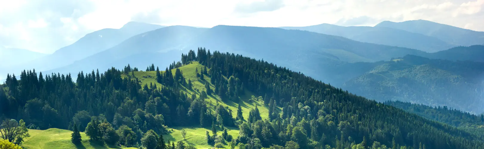Viele Berge sind mit Bäumen und Gras bedeckt.