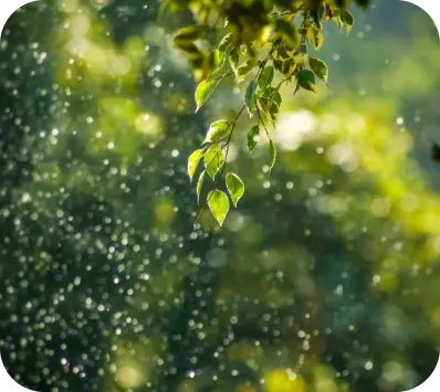 Gotas de lluvia en los rayos del sol sobre el fondo de las plantas.