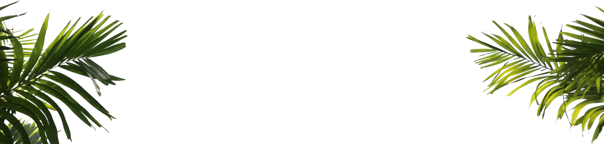 سعفة نخلة