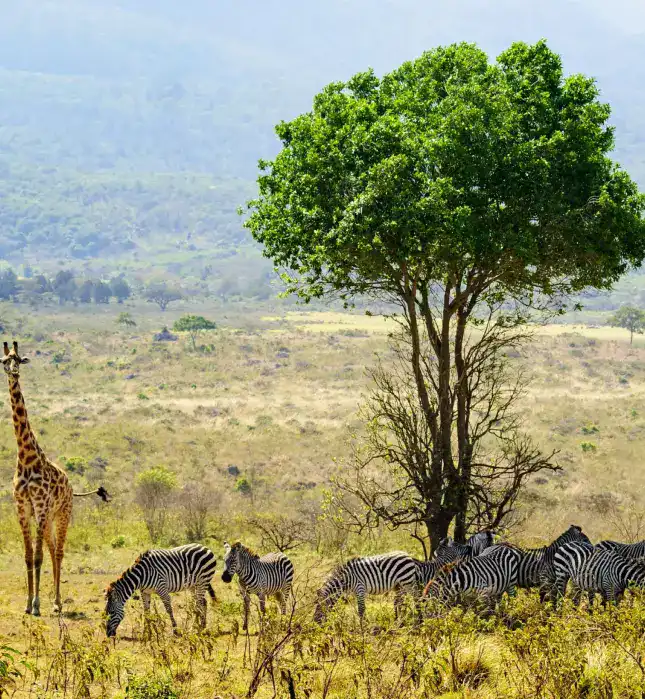 Giraffen und Zebras