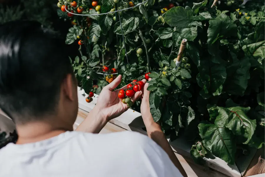 Rote Beeren pflücken