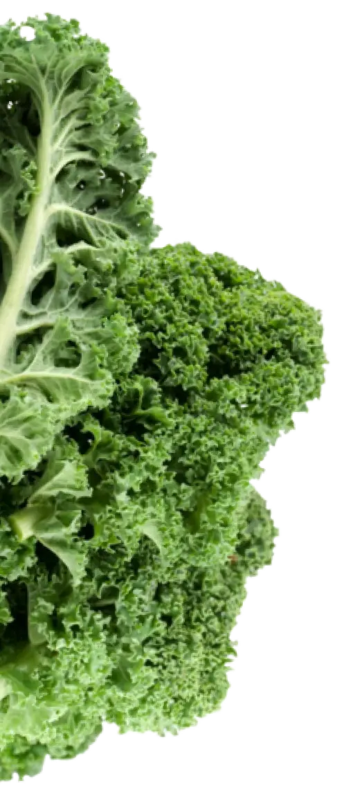 Blumenkohl