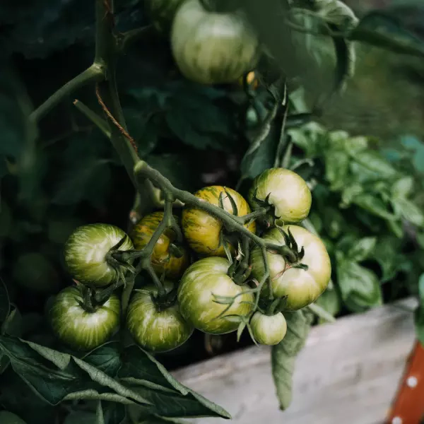 Grüne Tomaten