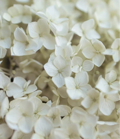 White hydrangea blossoms clustered together