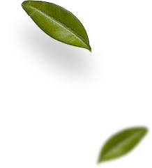 Obrázek zelených listů
