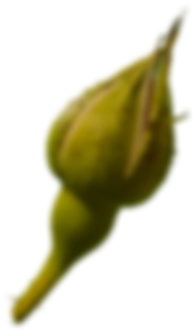 Obrázek růžového poupěte