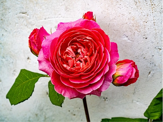 How to Arrange Roses Like a Professional Florist