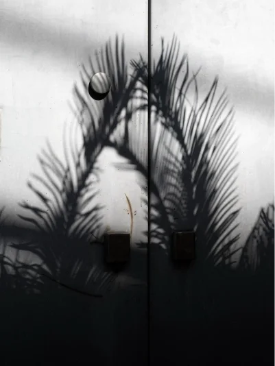 Artistic close-up of a palm tree shadow cast on a minimalist white textured cabinet door with a round handle